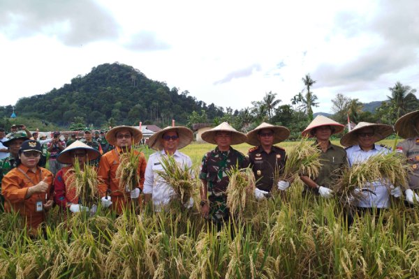Panen raya padi di Kecamatan Samalantan